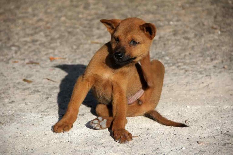 4 fatores que favorecem a infestação de pulgas e carrapatos