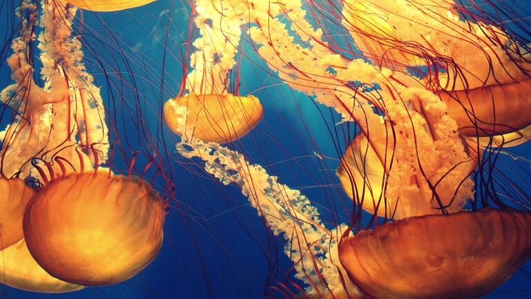 Deixe a decoração da casa mais linda para seu filho com papel de parede fundo do mar