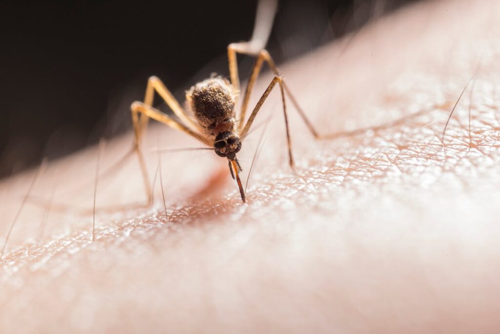 não se deve fazer quando está com dengue